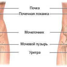 Когда нужна помощь уролога