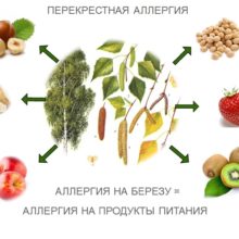 Аллергия на цветение березы, как распознать и справиться