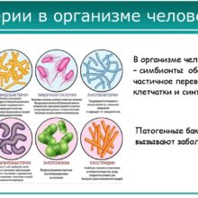 Необходимость микробиоты в организме человека